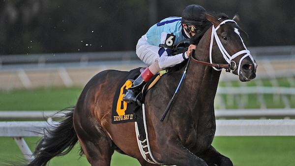 Verrazano, Tampa Bay Derby, Triple Crown, America's Best Racing, ABR, horse racing Verrazano, Tampa Bay Derby, Triple Crown, America's Best Racing, ABR, horse racing